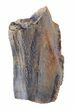 Hadrosaur (Kritosaurus) Tooth - Aguja Formation, Texas #50677-1